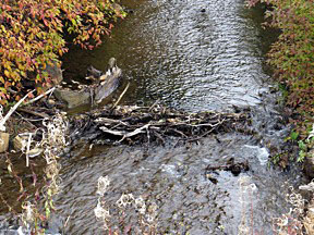 lava lake beaver dam 1 graphic